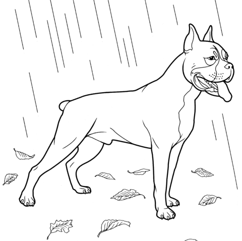 Boxer dog coloring page free printable coloring pages