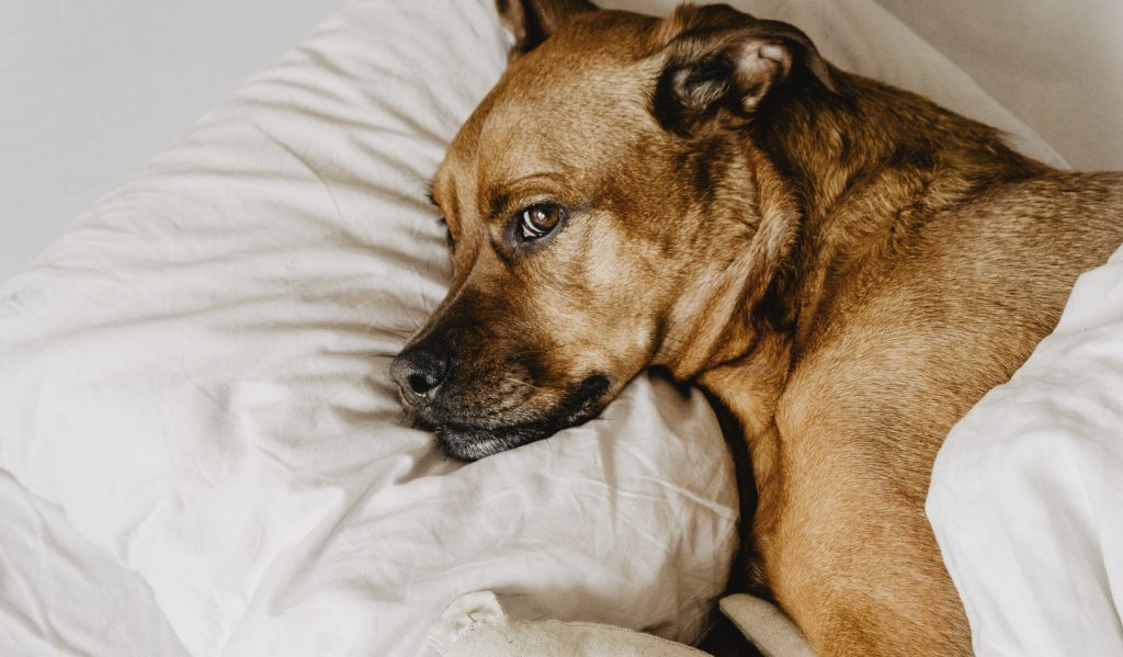 Cãmo saber si mi perro tã enfermo sãntomas