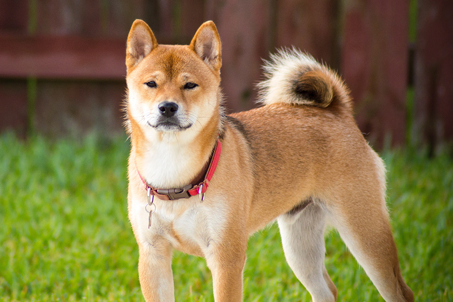 Akita inu conoce la raza consejos