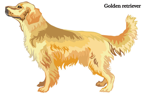 Perro perdiguero de oro free stock vectors