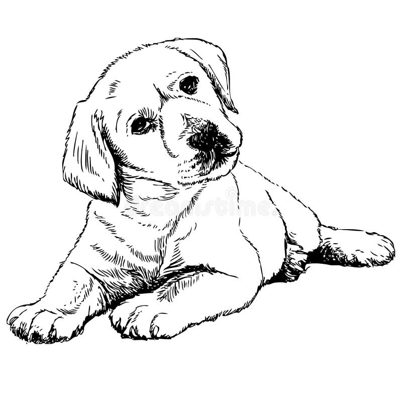 Perro perdiguero de labrador ilustraciãn del vector