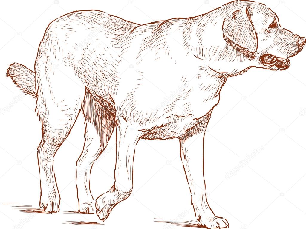 Perro perdiguero de oro vector de stock por alekseimakarov