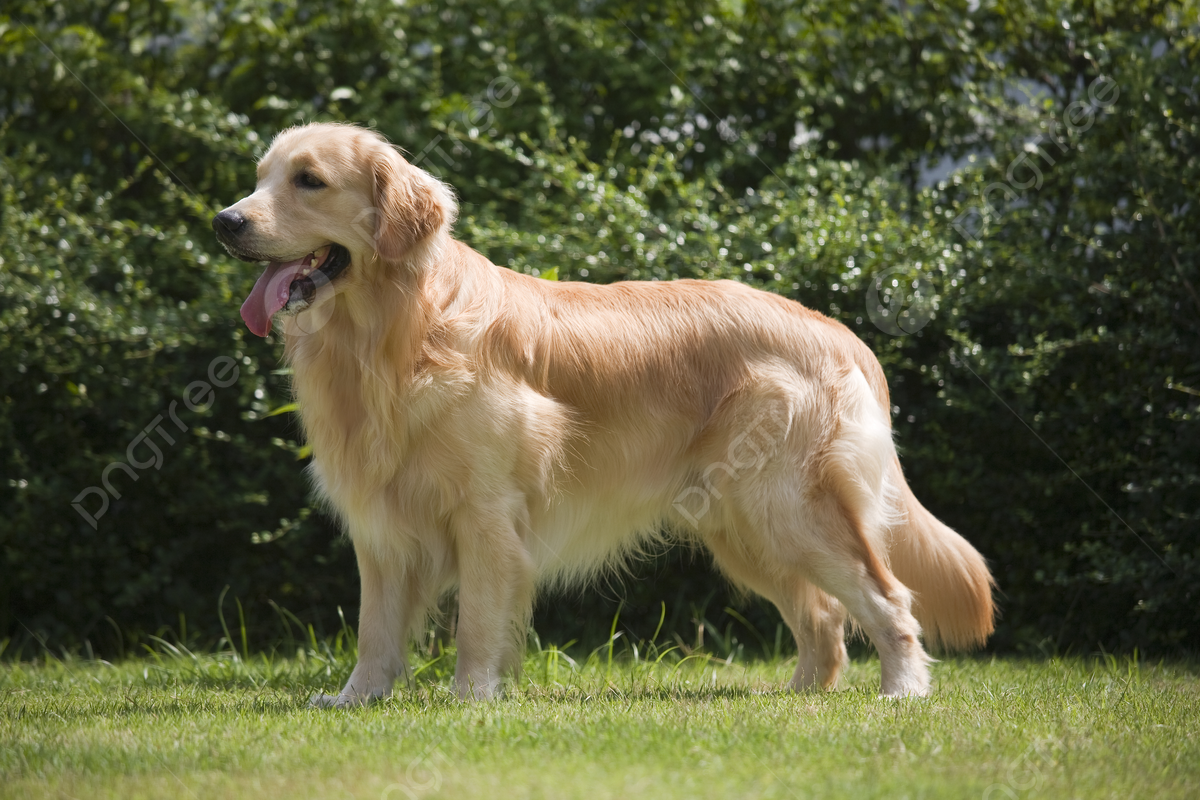 Fondo hermoso perro golden retriever de pie pose de color perra foto e imagen para dcarga gratuita