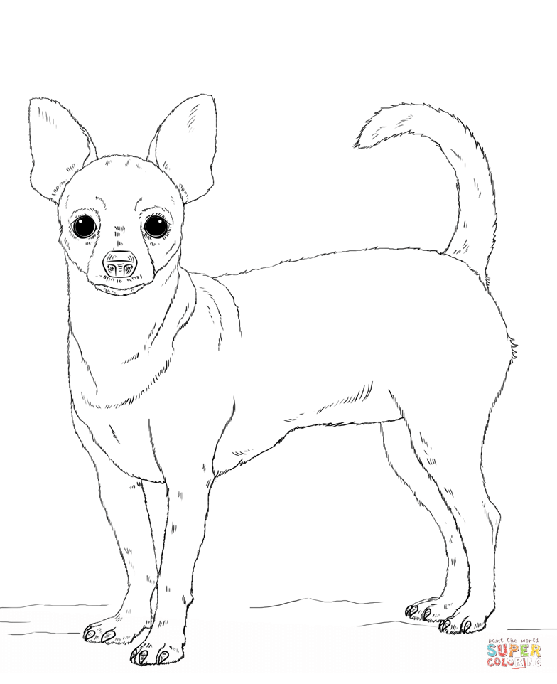 Dibujo de perro chihuahua para colorear dibujos para colorear imprimir gratis