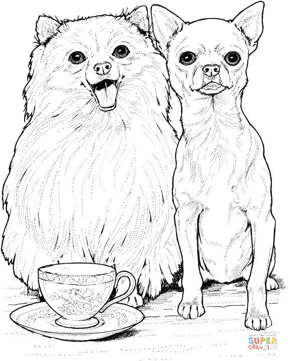 Pomeranian dog and chihuahua coloring page free printable coloring pages