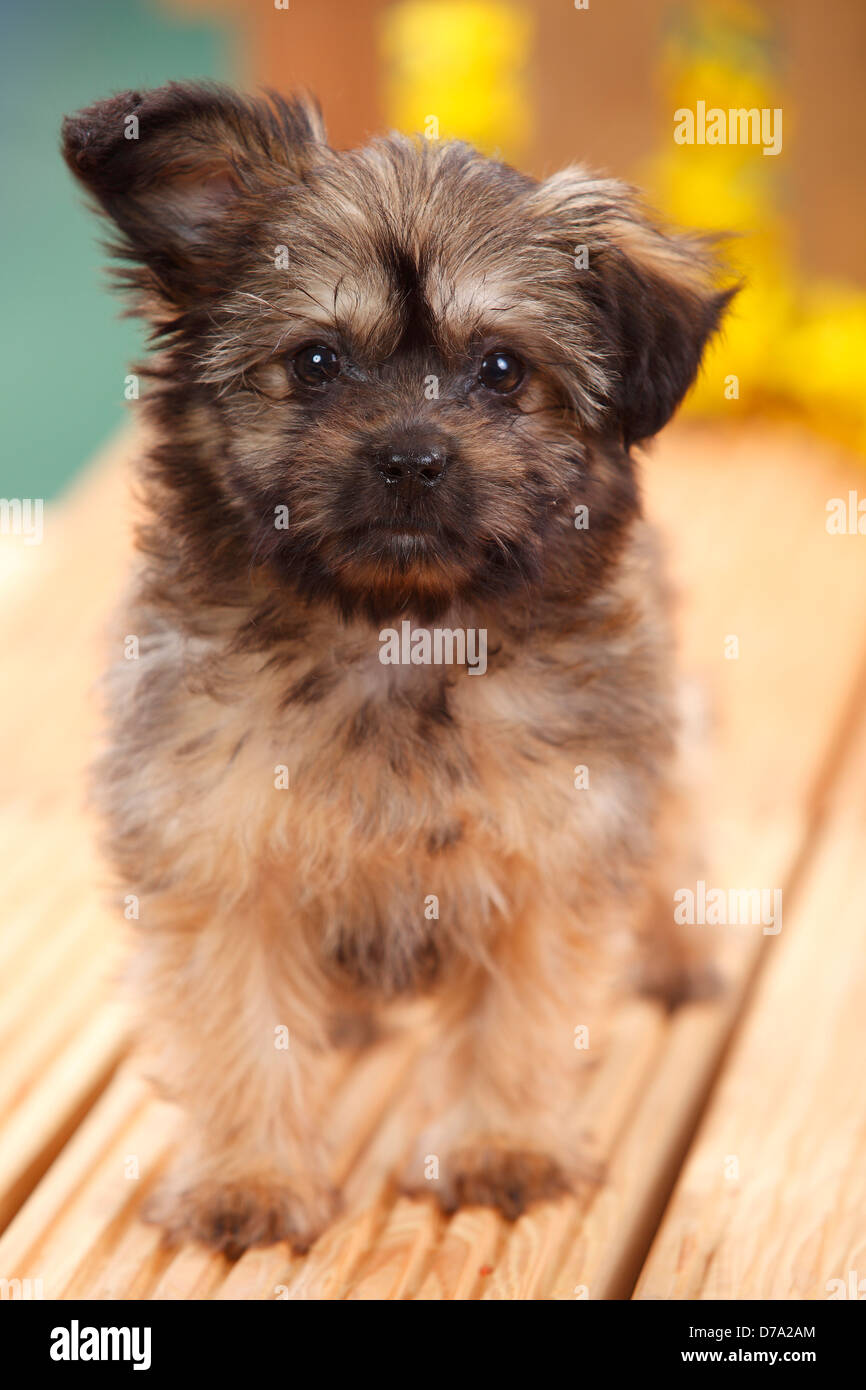 Pomeranian chihuahua fotografãas e imãgen de alta roluciãn