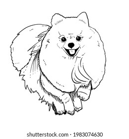 Pomeranian outline over royalty