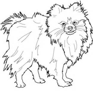 Pomeranian coloring pages to print dog coloring page pomeranian colors puppy coloring pages