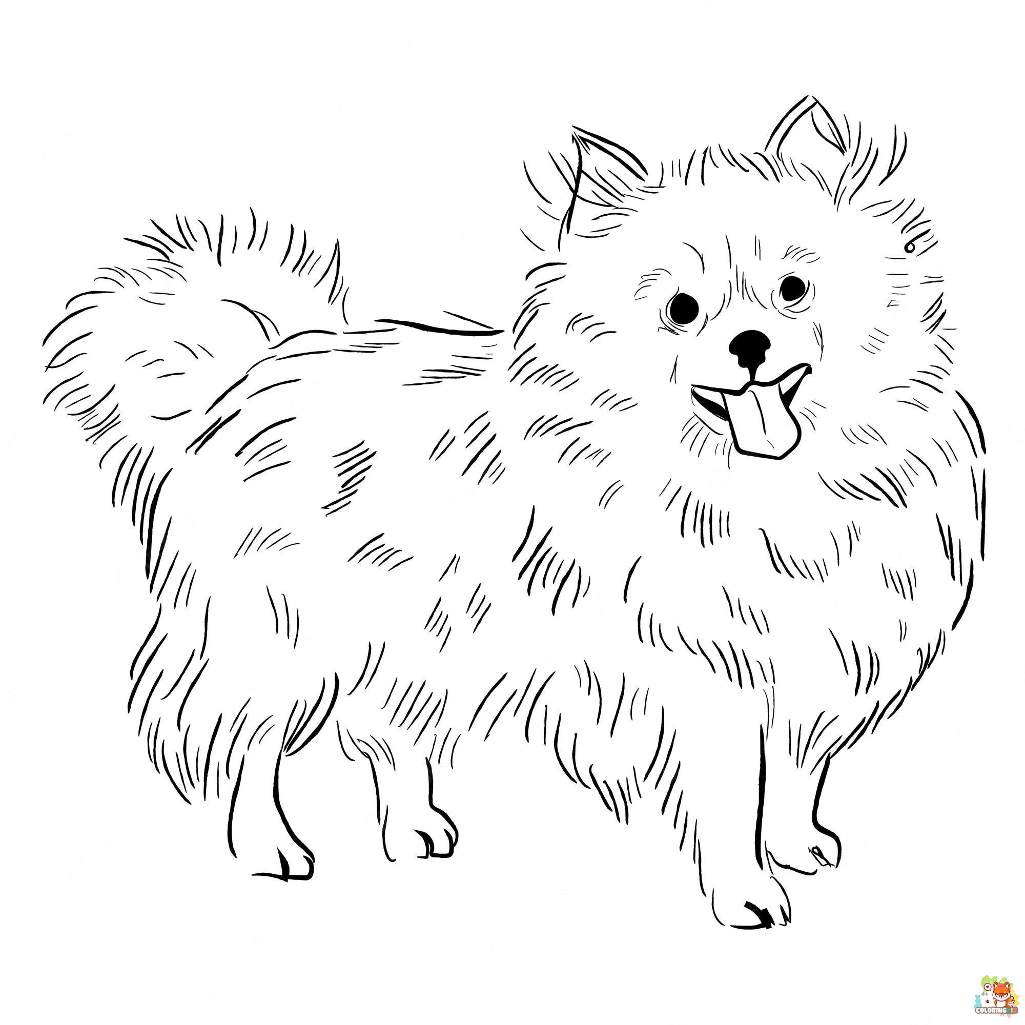 Free printable pomeranian and chihuahua coloring pages for kids