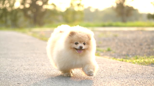 Pomerania vãdeos de stock y pelãculas libres de derechos