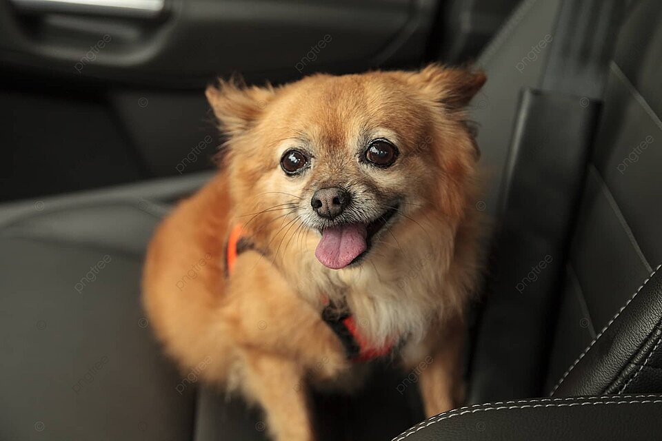 A hybrid breed of pomeranian and chihuahua enjoys a joyride in the car photo background and picture for free download