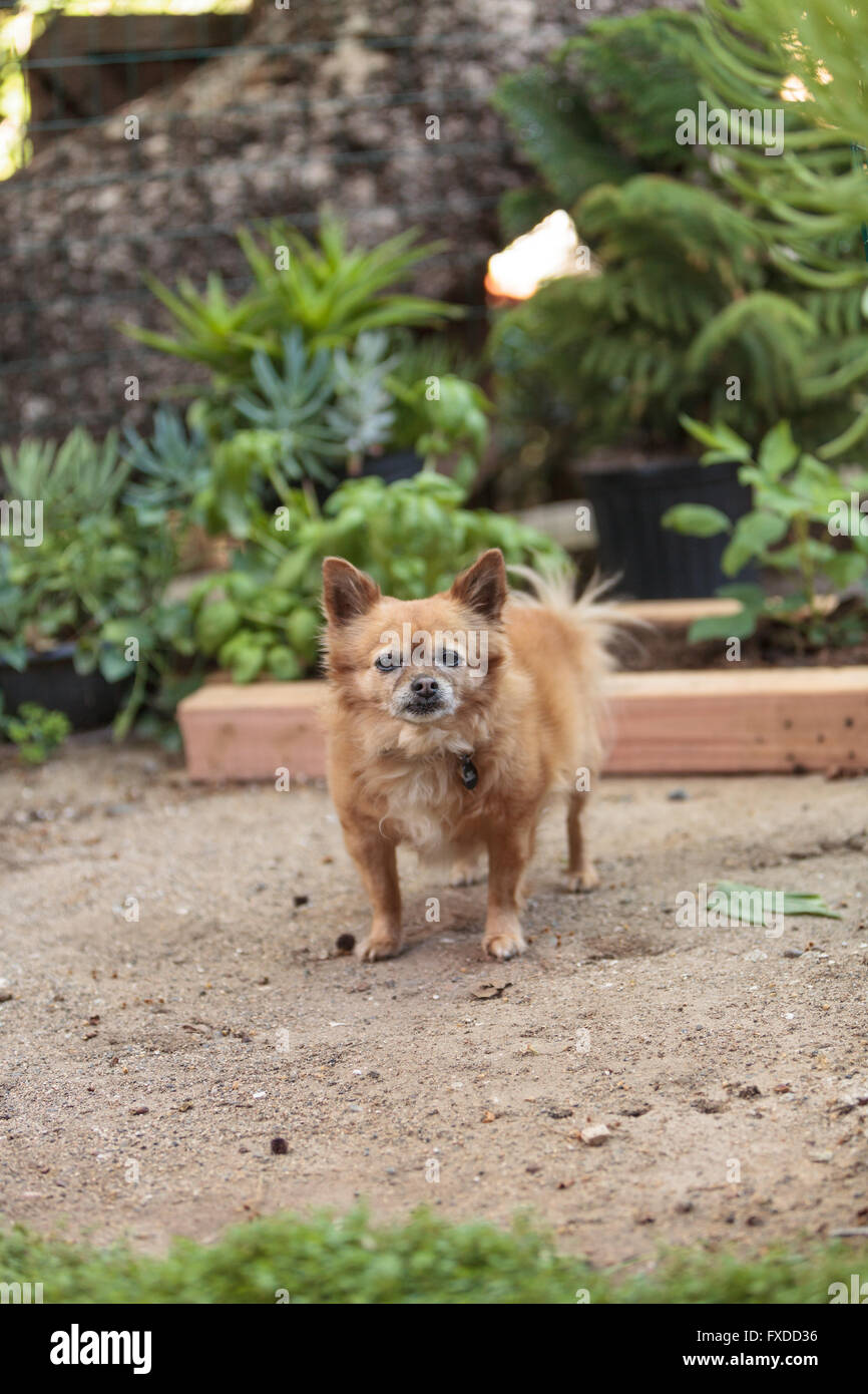 Chihuahua pomeranian fotografãas e imãgen de alta roluciãn