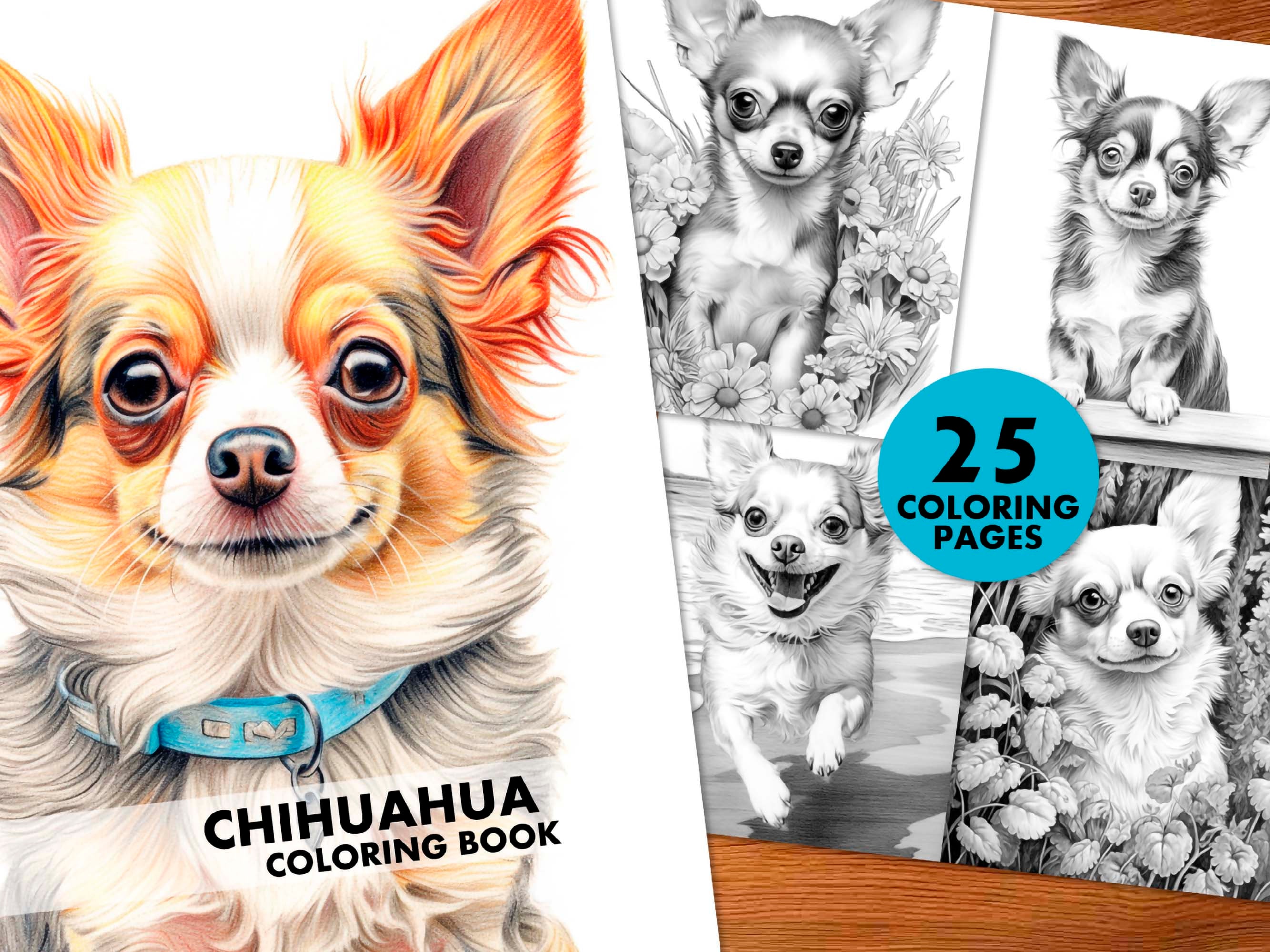 Chihuahua coloring