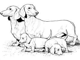 Dog breed coloring pages