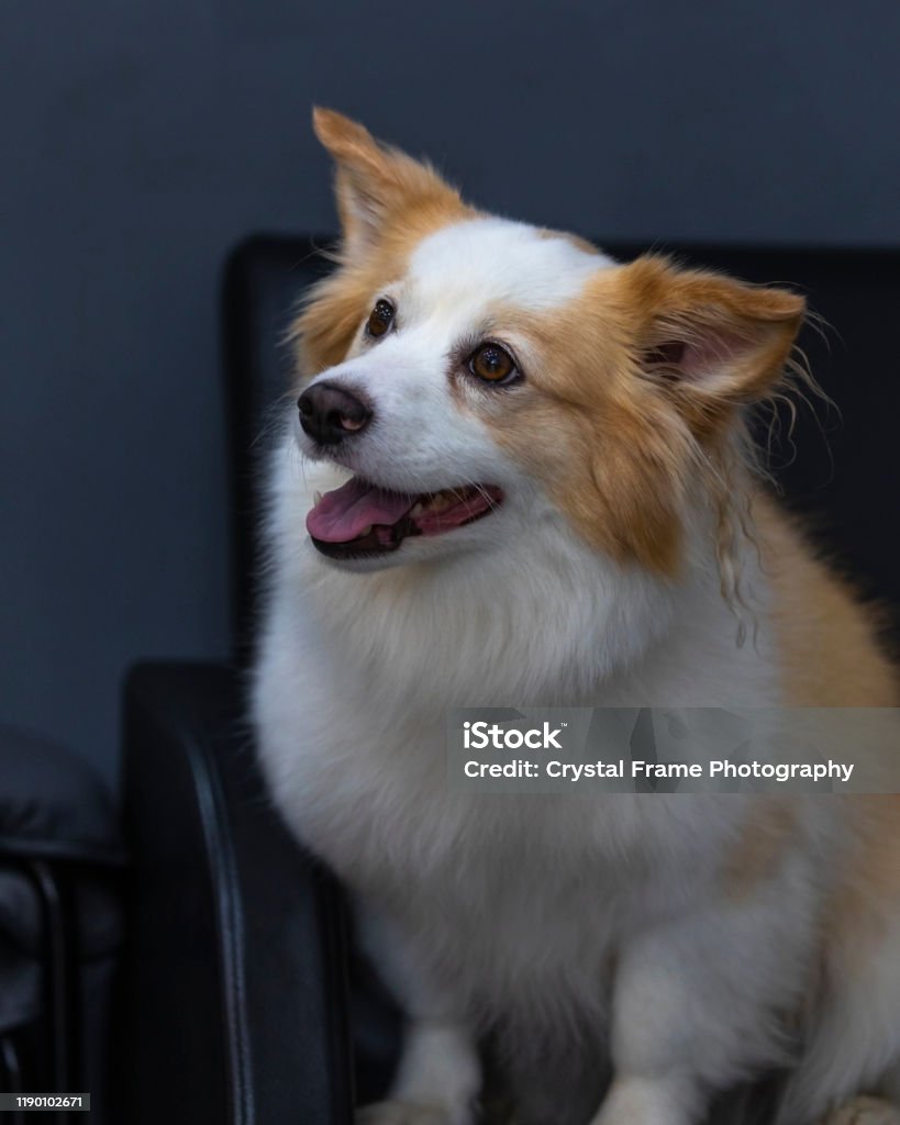 Retrato del bonito perro de mezcla pomerania chihuahua foto de stock y mãs banco de imãgenes de alegre