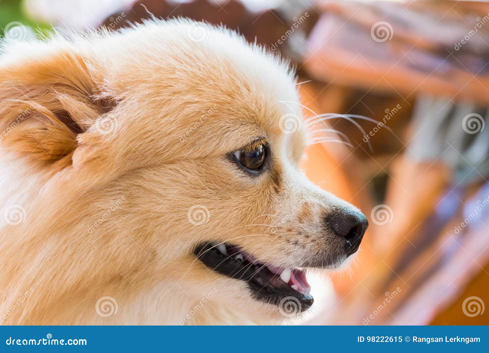 Pomeranian chihuahua mix stock photos