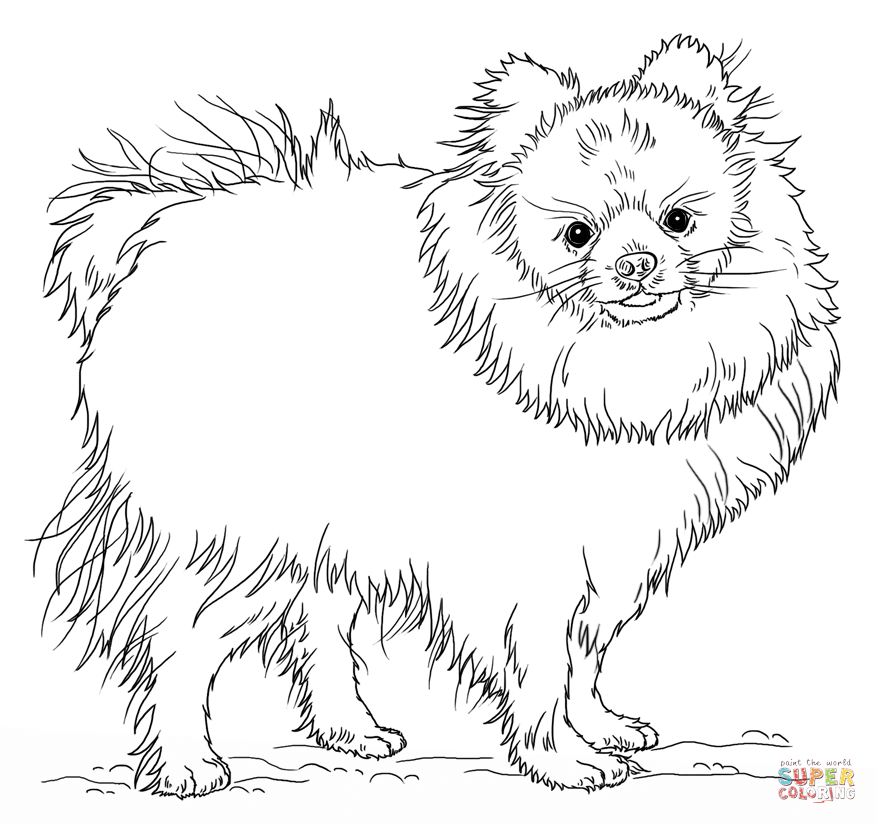 Chihuahua coloring pages free printable chihuahua coloring sheets