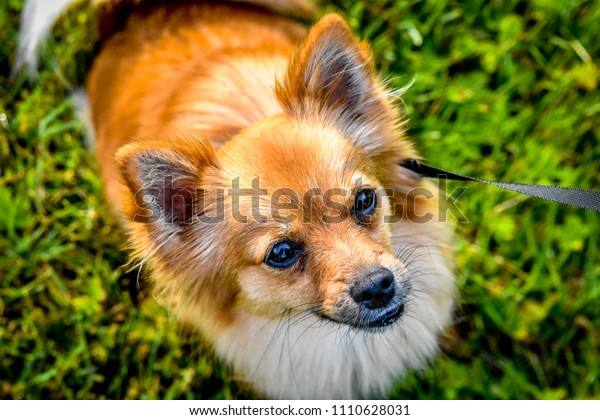 Pomeranian chihuahua mix images stock photos d objects vectors