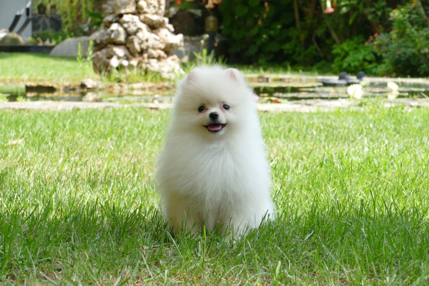 Prar cachorro de pomerania toy consulta precio