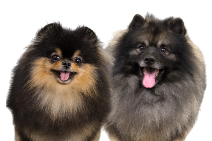 Pomeranian vs keeshond similarities differences â american kennel club