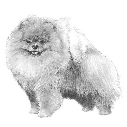 Pomeranian dog breed information