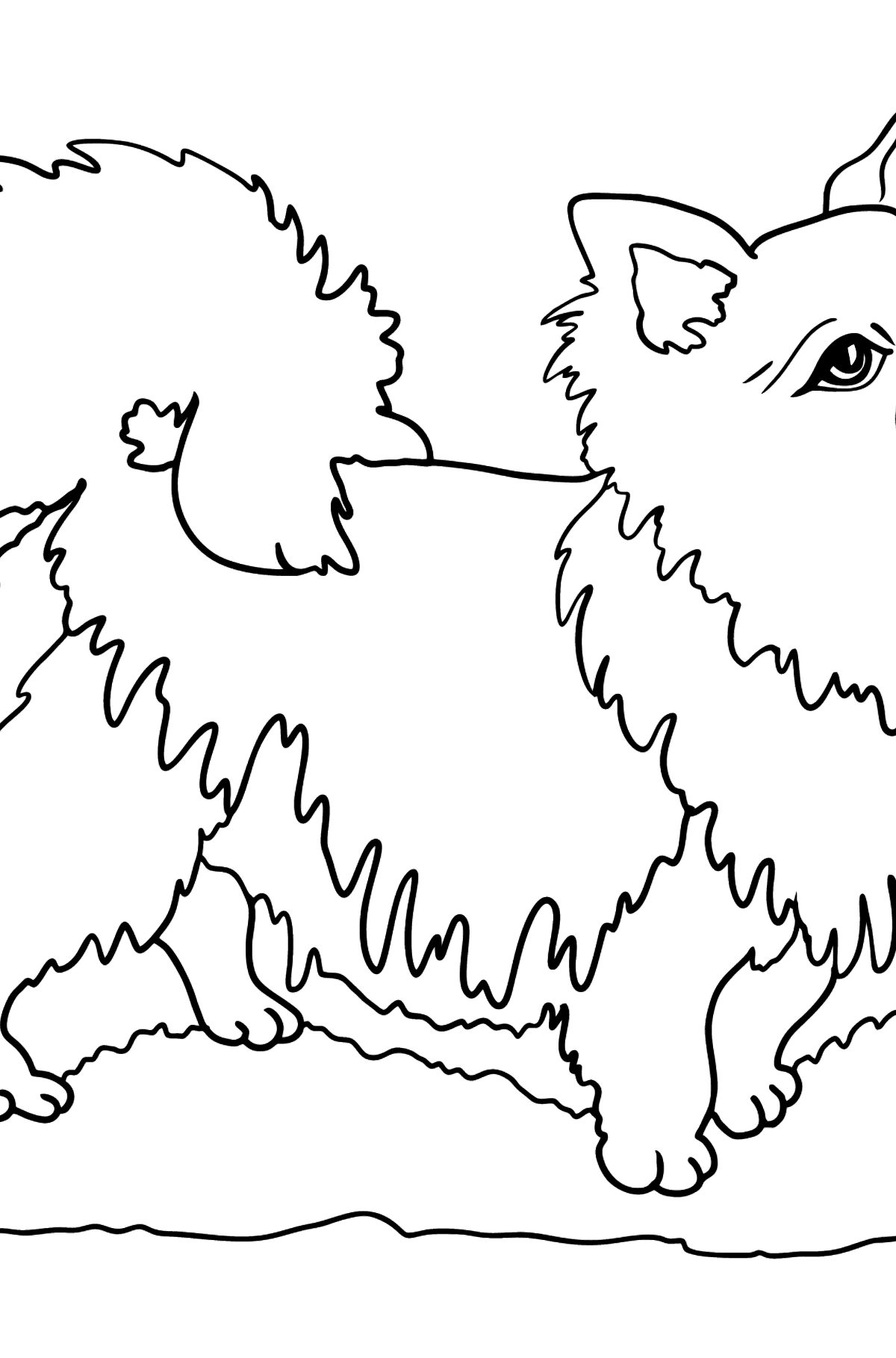 Chihuahua coloring page â free online