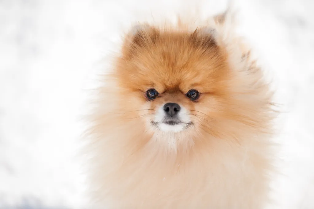 Pomeranian dog breed information characteristics