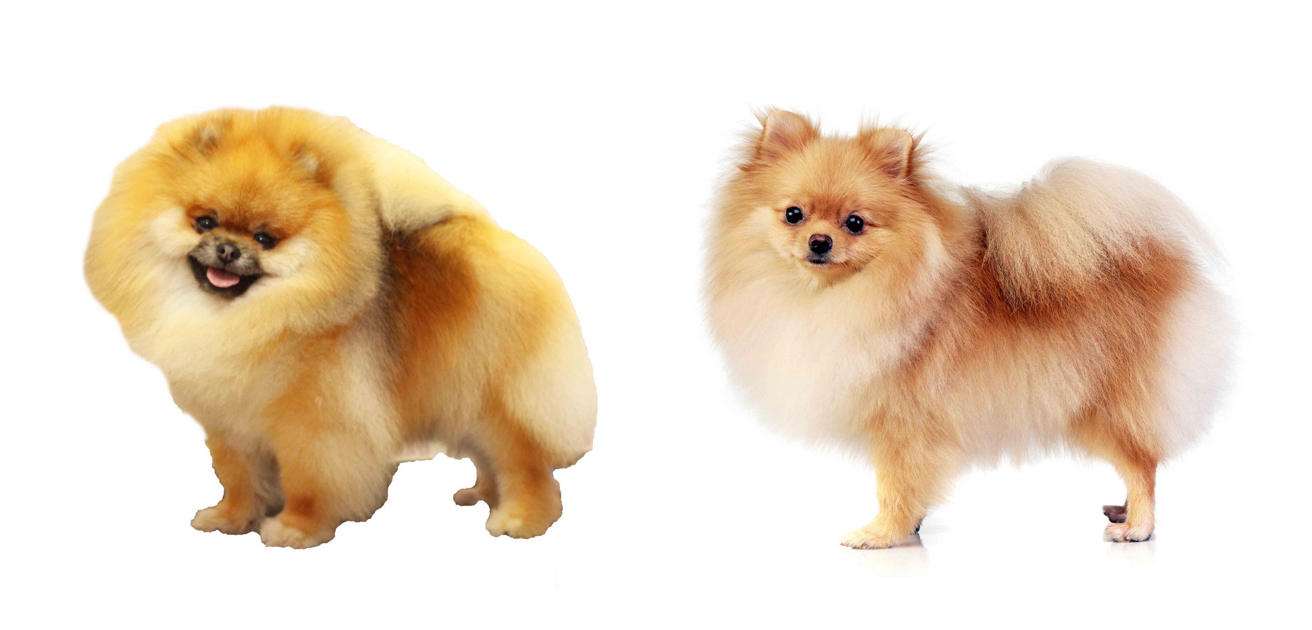 All about pomeranian