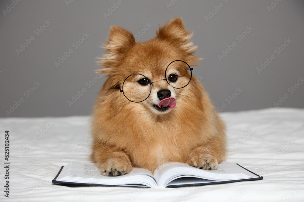 Fluffy german spitz breed dog of bright red color with glasses lay down on a book