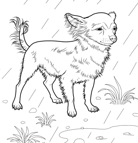 Chihuahua coloring page free printable coloring pages ausmalbilder hunde chihuahua skizzen von tieren