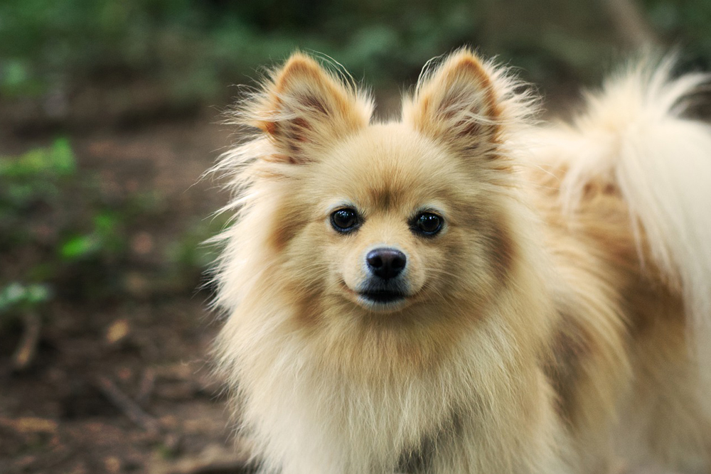 Remedies supplements for your pomeranians diarrhea gas vomiting or upset stomach