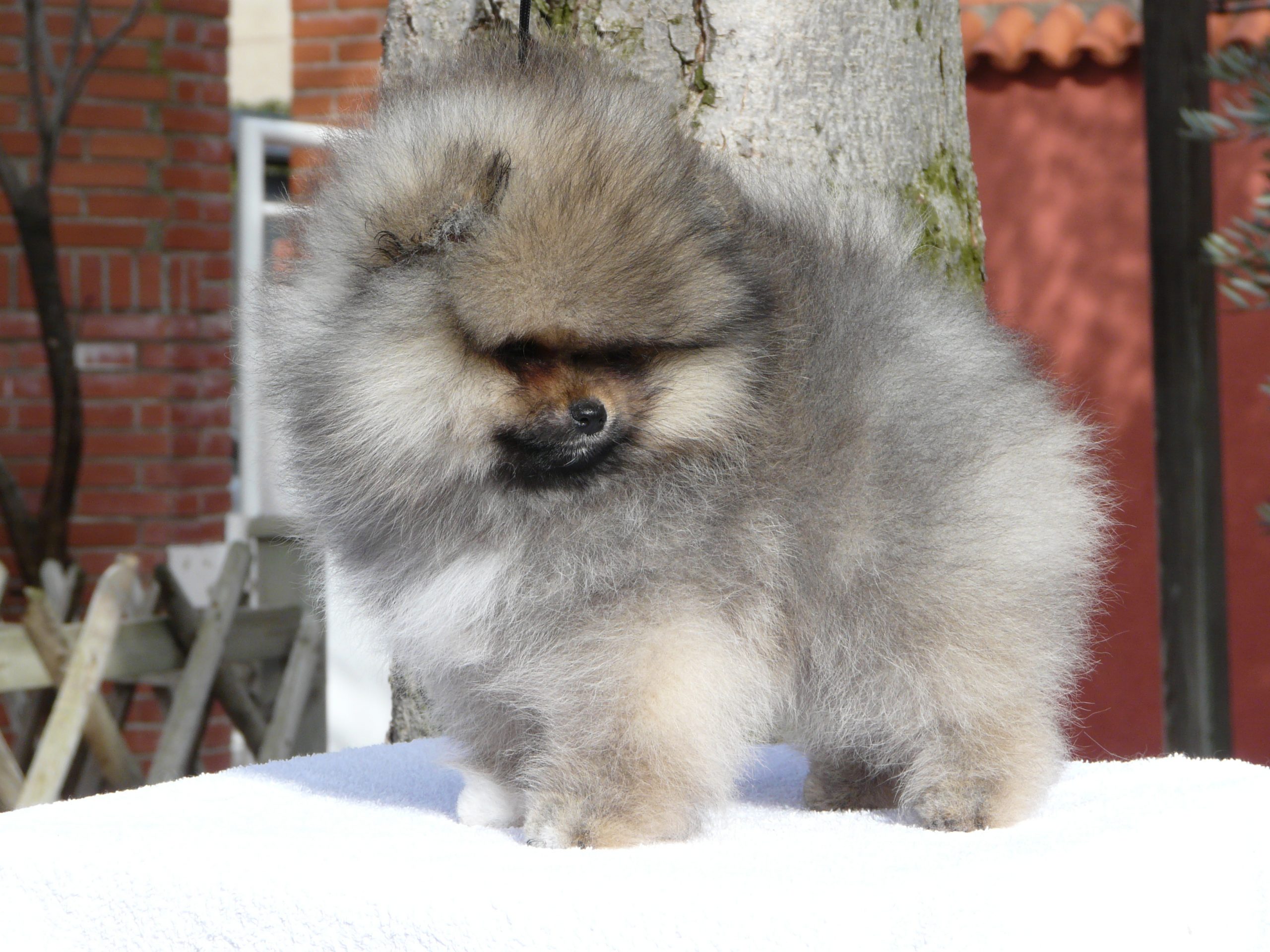 All about pomeranian