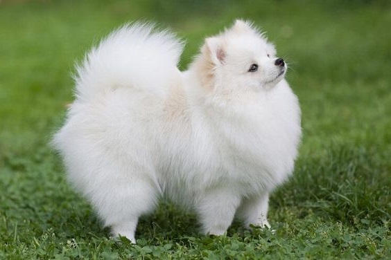 Ð pomeranian