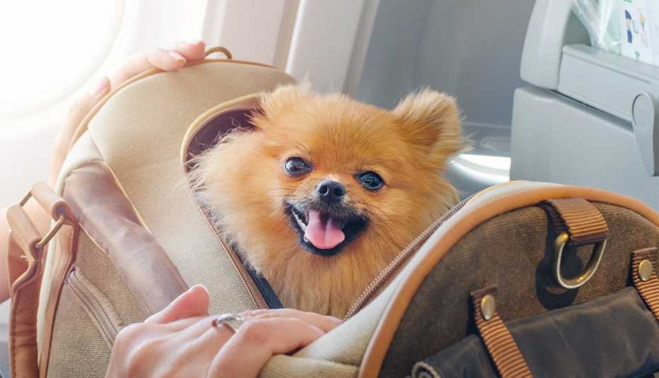 Pasos esenciales para viajar en aviãn con tu mascota