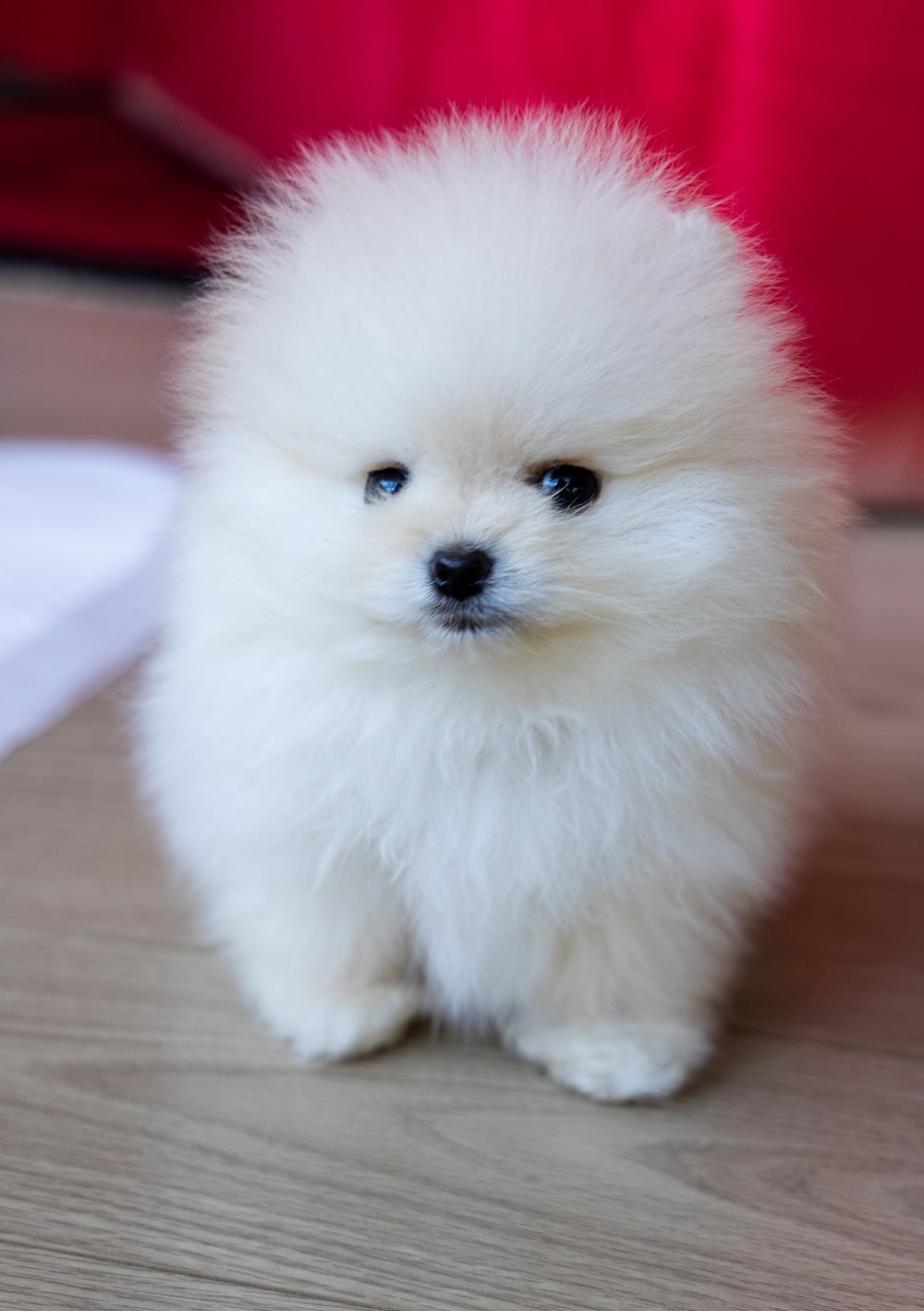 Pomeranian puppy pictures download free images on