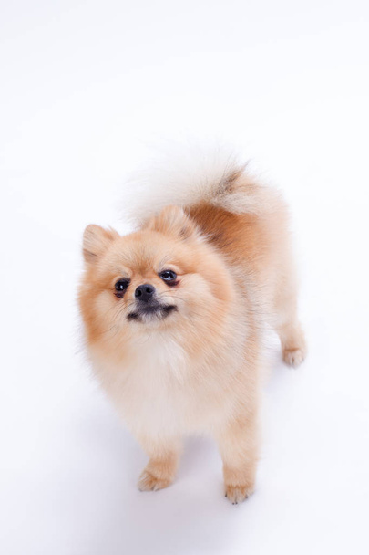 Pomeranian spitz puppy free stock photos images and pictures of pomeranian spitz puppy