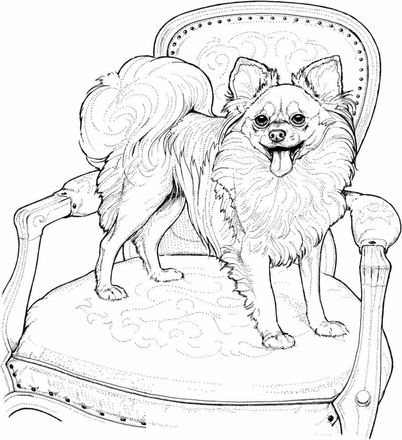 Spitz coloring pages