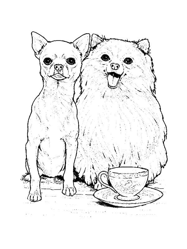 Chihuahua and pomeranian dog coloring pages dog coloring page puppy coloring pages animal coloring pages