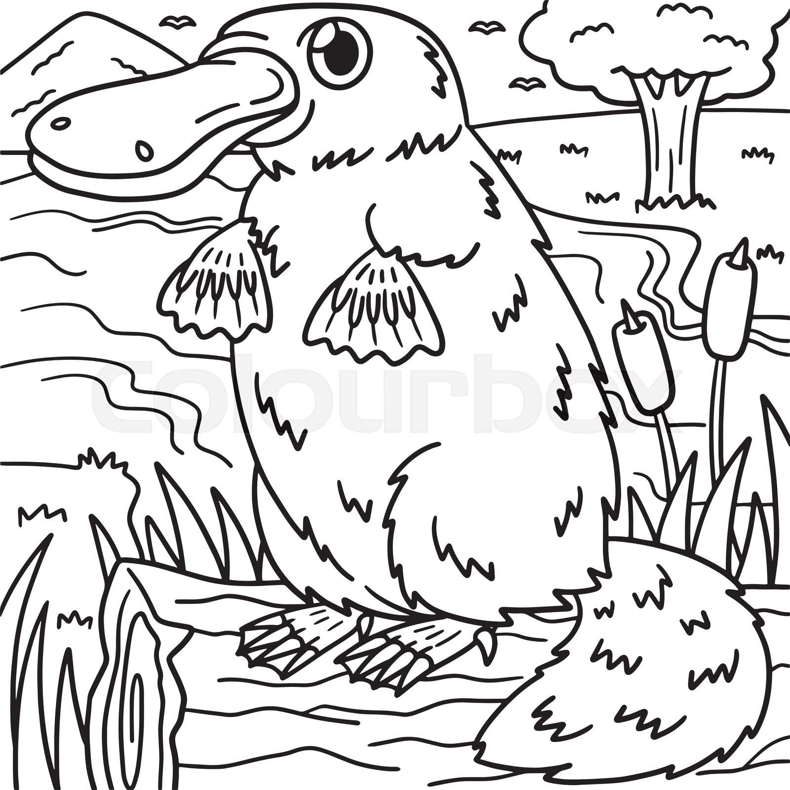 Platypus coloring page for kids stock vector