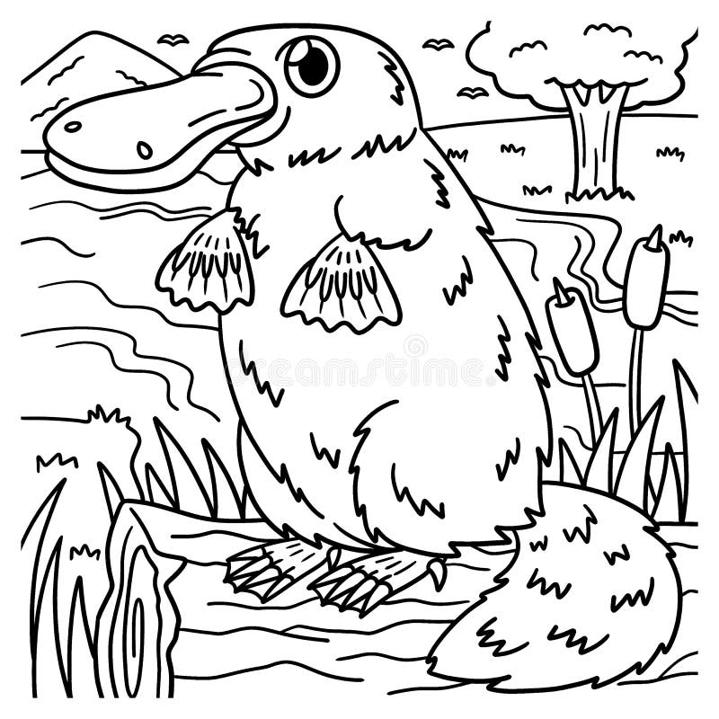 Platypus coloring stock illustrations â platypus coloring stock illustrations vectors clipart