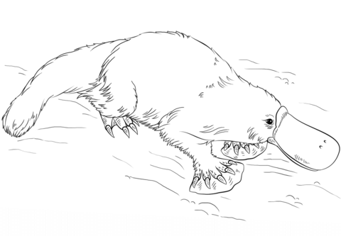 Platypus coloring page free printable coloring pages