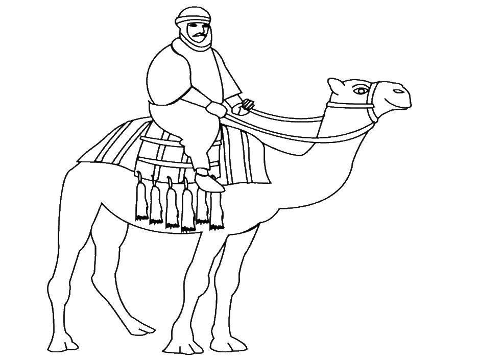 Online coloring pages coloring page a man on a camel desert download print coloring page