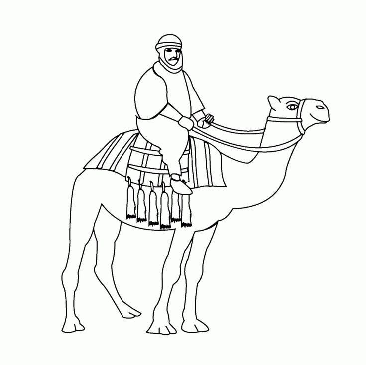 Camel coloring pages for students sketsa gambar seni sketsa seni