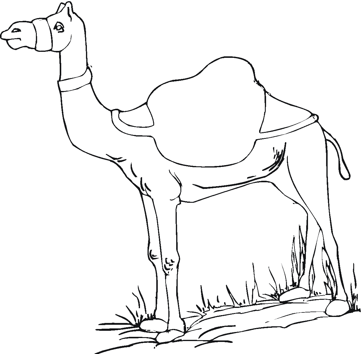 Image result for camel photos animal coloring pages camel coloring pages