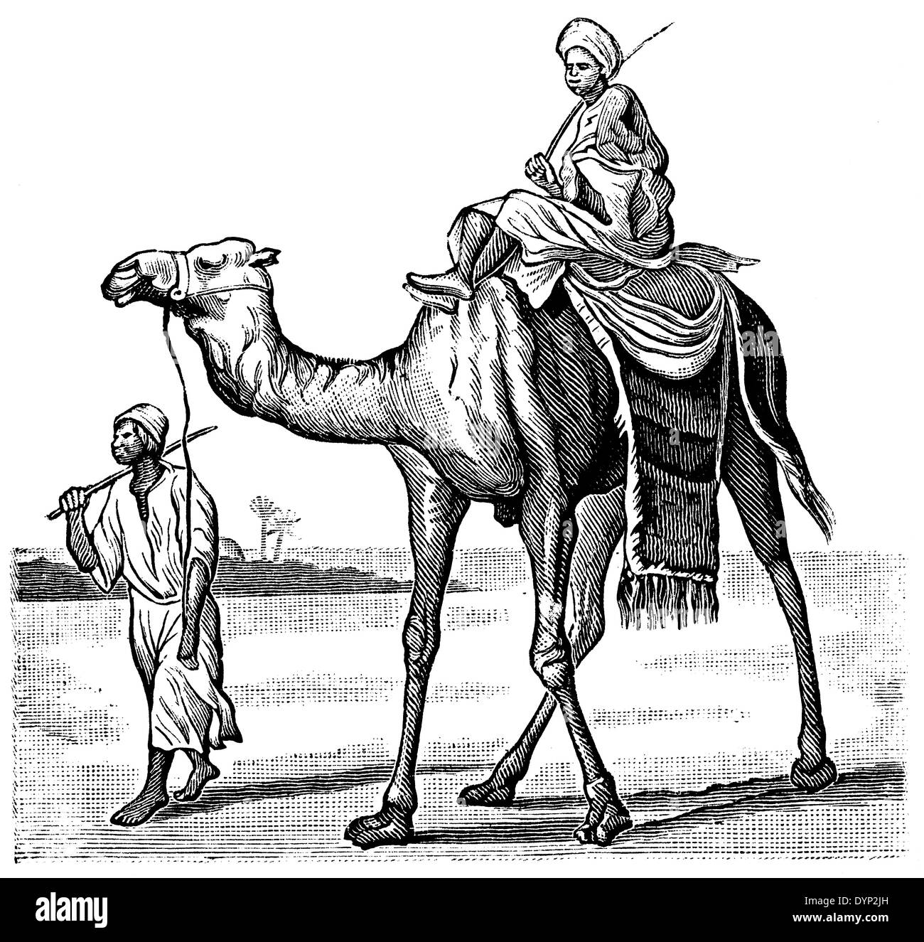 Artwork camel black white drawing hi