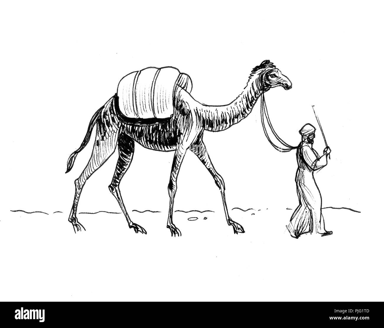 Camel drawing black and white stock photos images