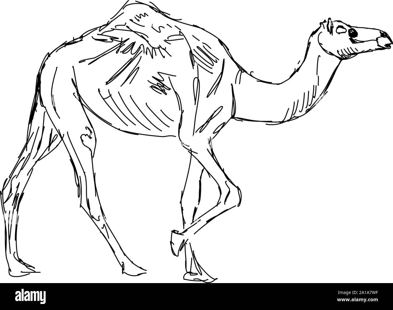 Camel drawing cut out stock images pictures