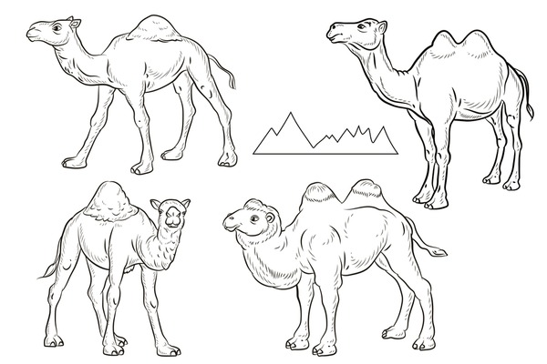 Thousand camel coloring book royalty