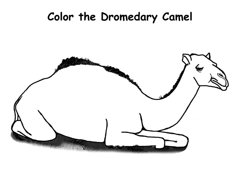 Free printable camel coloring pages for kids