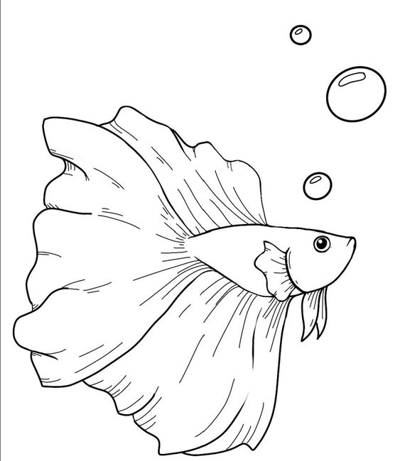 Instant download coloring page betta fish page pdf